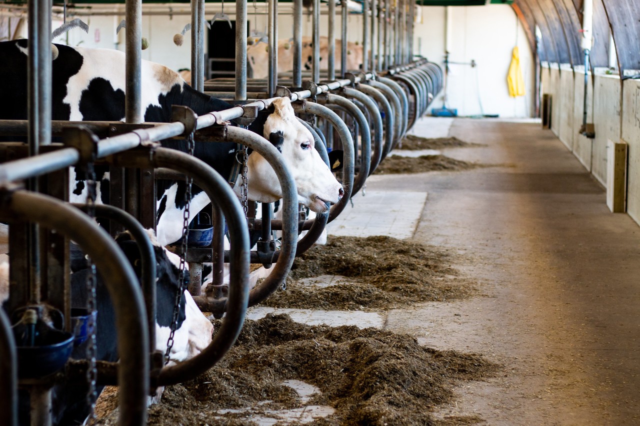 Cow Barn, Agricultural Campus (photo: Felicia Gauthier)