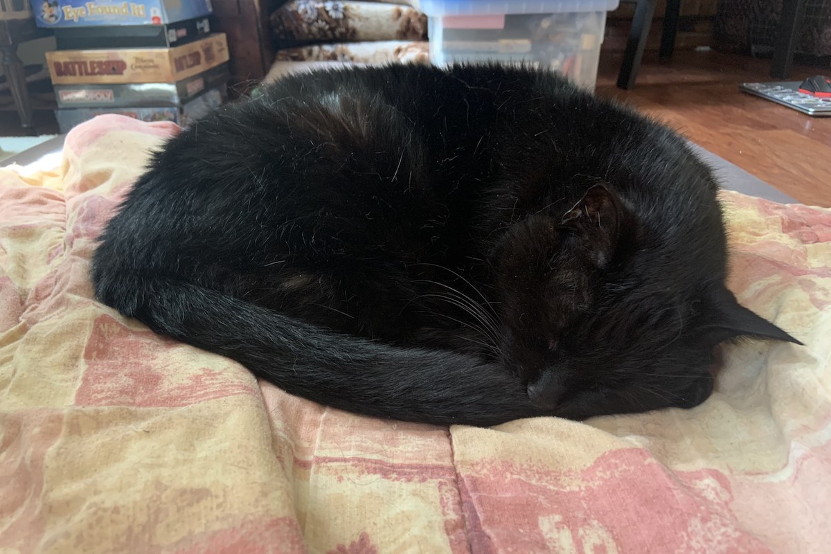 Black cat curled up on a bed